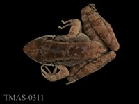 藏品(奄美尖鼻蛙)的圖片